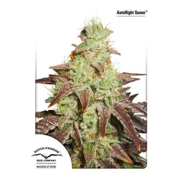 Auto Night Queen