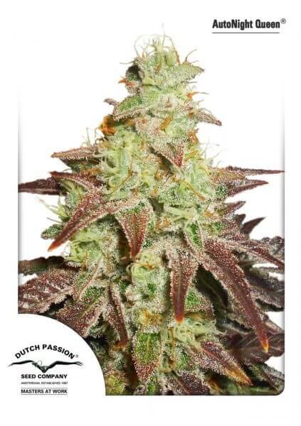 Night Queen Auto
