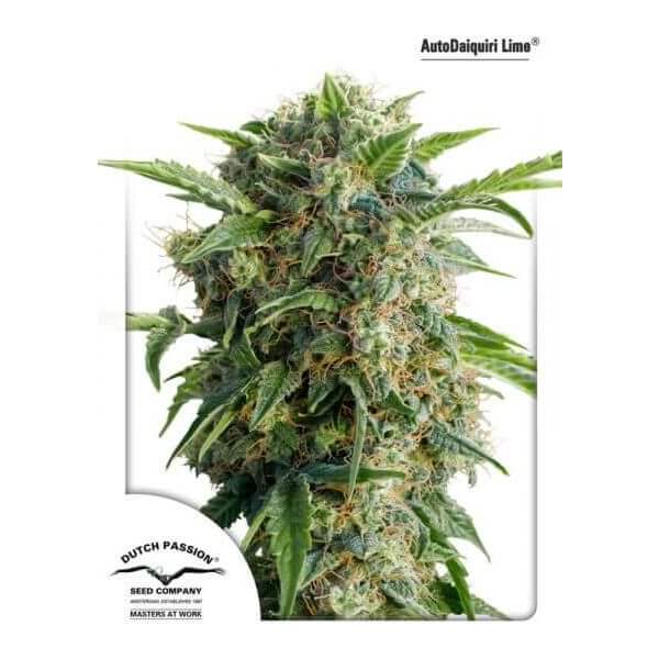 Auto Daiquiri Lime