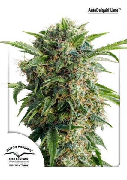 Daiquiri Lime Auto