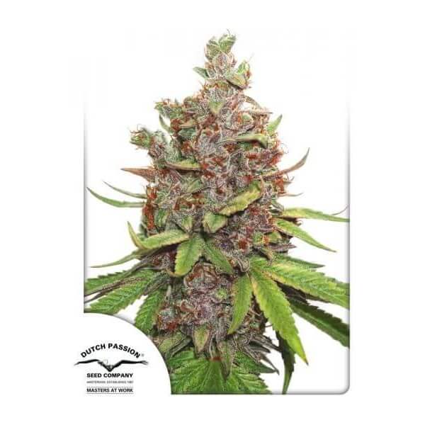 Auto Glueberry O.G.