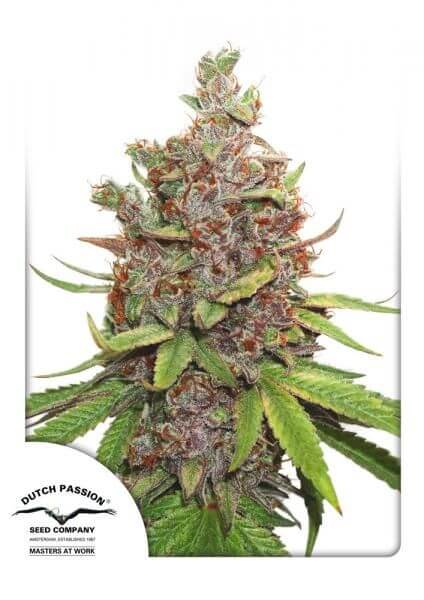 Glueberry OG Auto