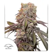 Candy Bubatz XL Auto