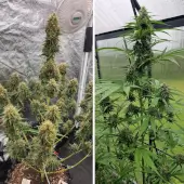Candy Bubatz XL Auto