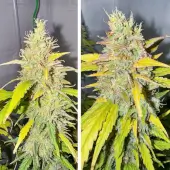 Candy Bubatz XL Auto