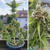 Candy Bubatz XL Auto