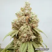 White Gushers #33 Limited Edition