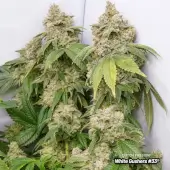 White Gushers #33 Limited Edition