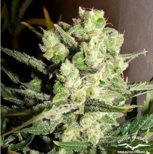 Auto White Widow