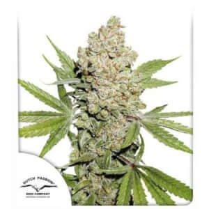 Auto Lemon Kix