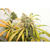 Auto Lemon Kix