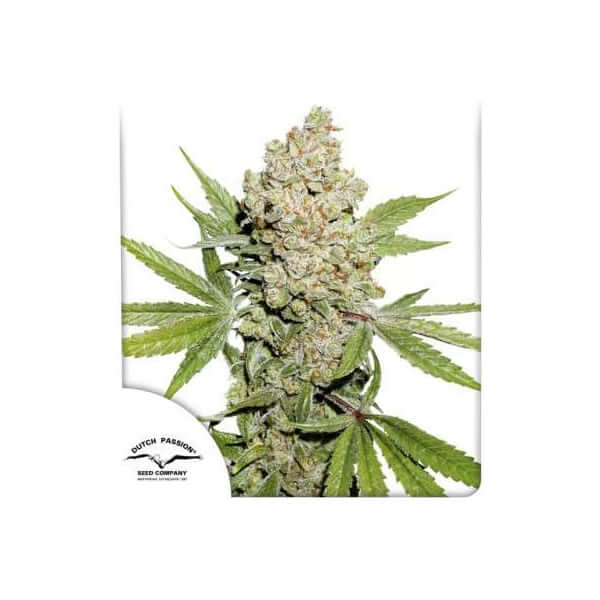 Auto Lemon Kix