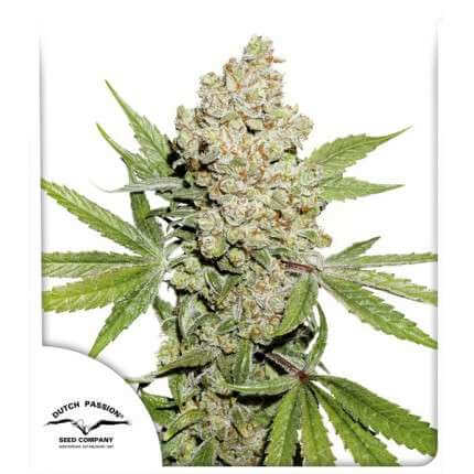 Lemon Kix Auto