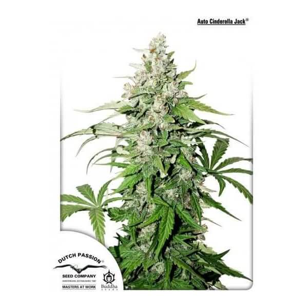 Auto Cinderella Jack