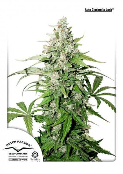 Cinderella Jack Auto