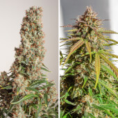 Auto Orange Bud