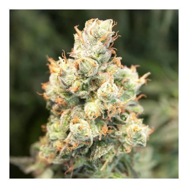 Auto Orange Bud