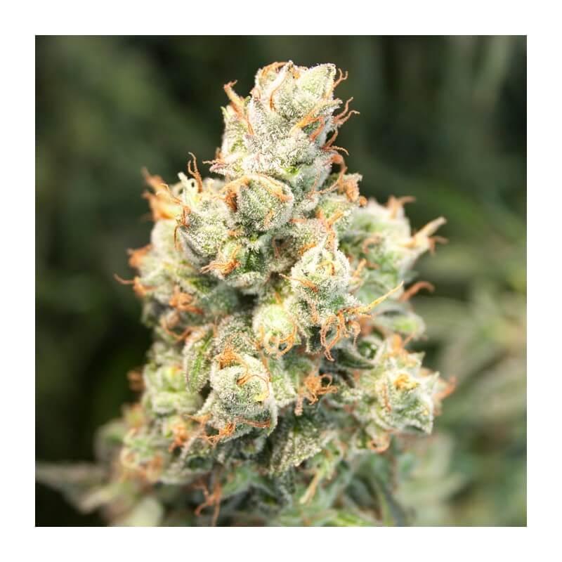 Orange Bud Auto