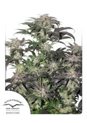 Bubba Island Kush