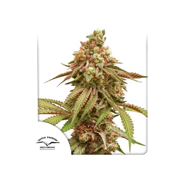 Tropical Tangie