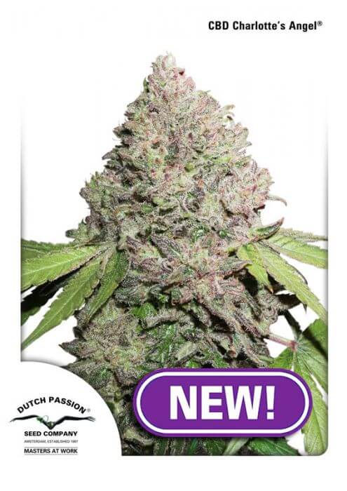 Charlotte's Angel CBD