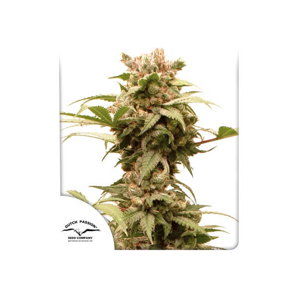 CBG-Force Auto