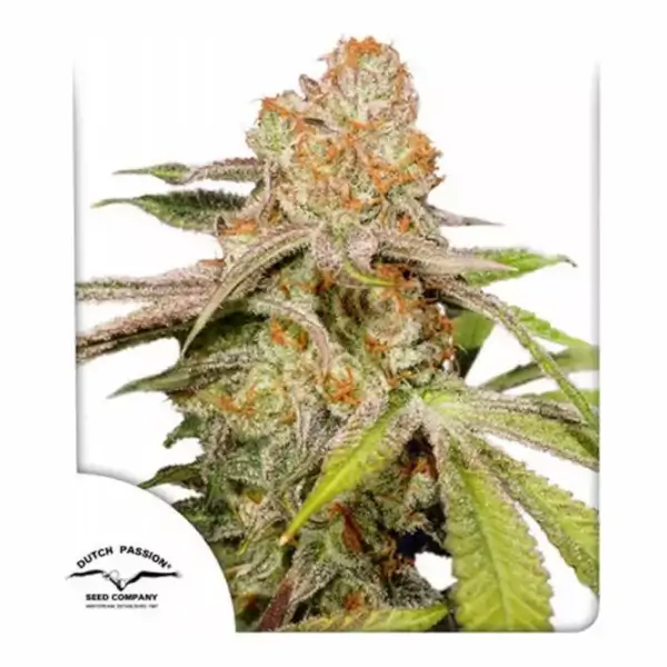 Auto Mac #1