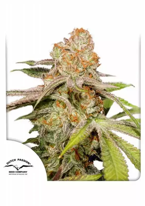 Mac #1 Auto