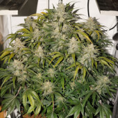 Auto SFV OG