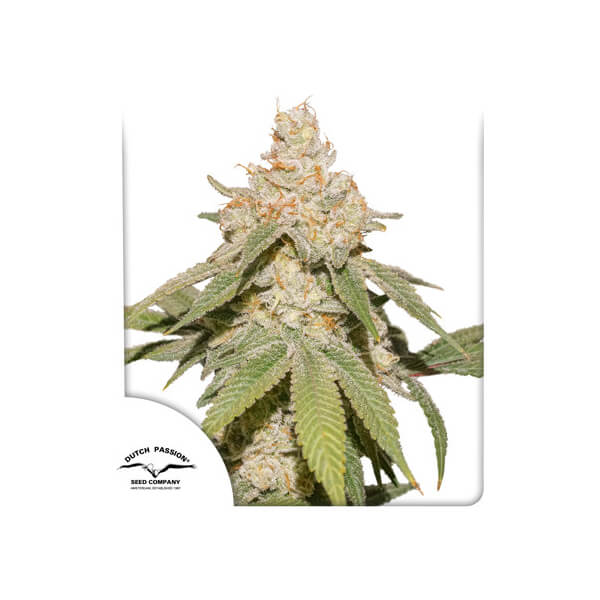 Auto SFV OG