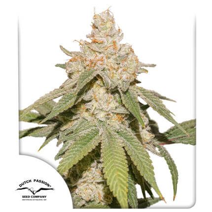 SFV OG Auto