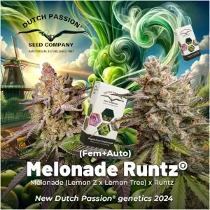 Melonade Runtz