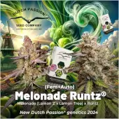 Melonade Runtz