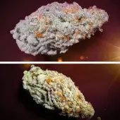 Orange Bud 2.0