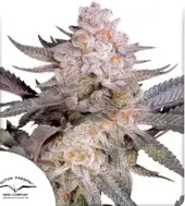 Orange Bud 2.0