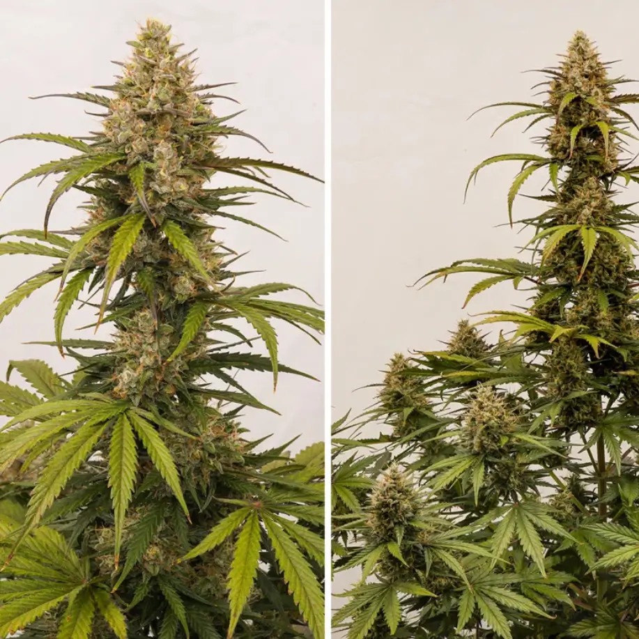 Melonade Runtz Auto
