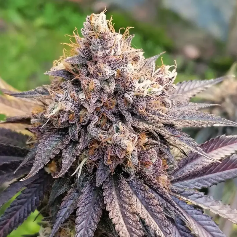 GMO