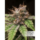 Blueberry