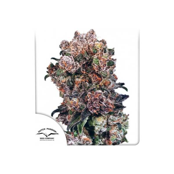 Blueberry