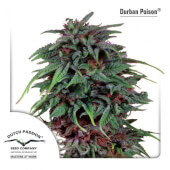 Durban Poison