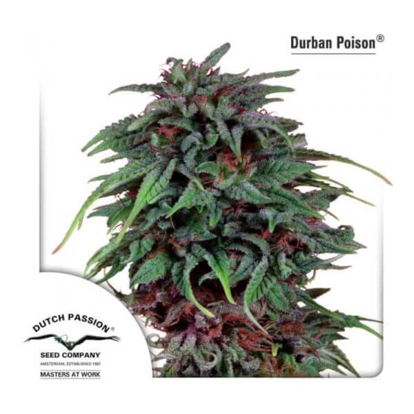 Durban Poison