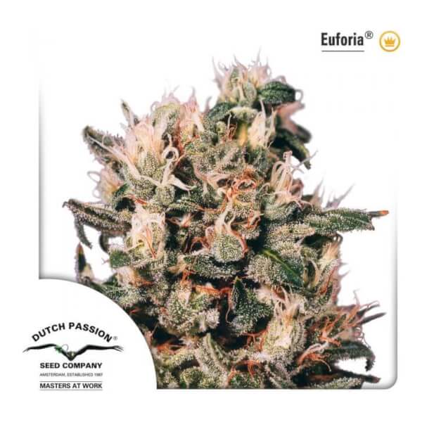 Euforia