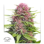 Frisian Dew