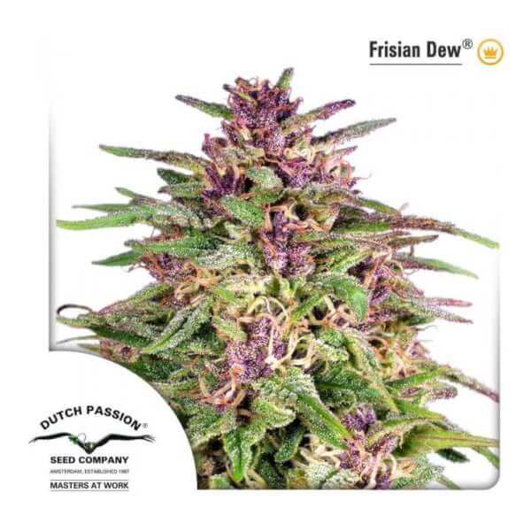 Frisian Dew