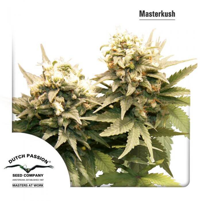 Master Kush