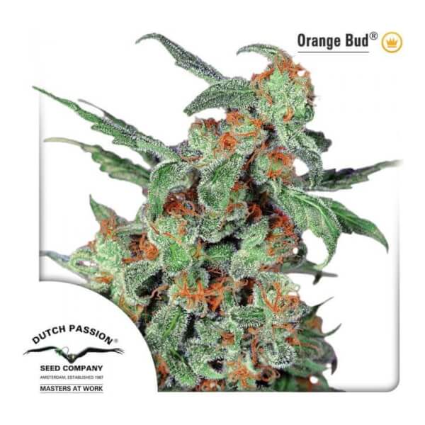 Orange Bud