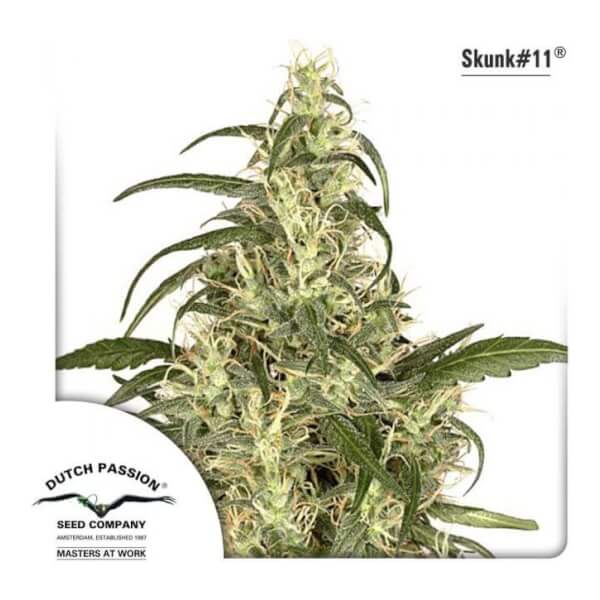 Skunk #11