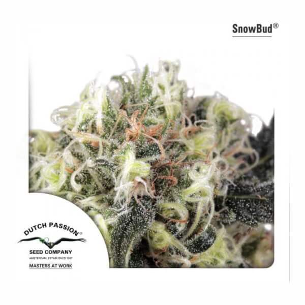 Snow Bud high altitude