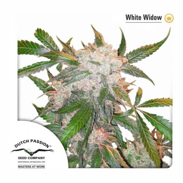 White Widow
