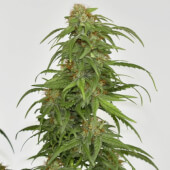 CBG-Force